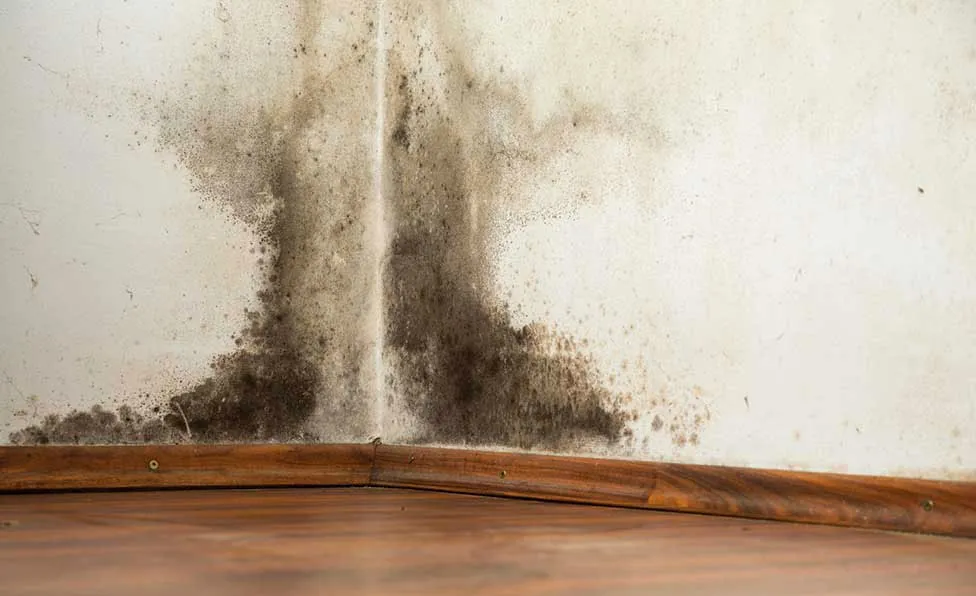 Damp Proofing