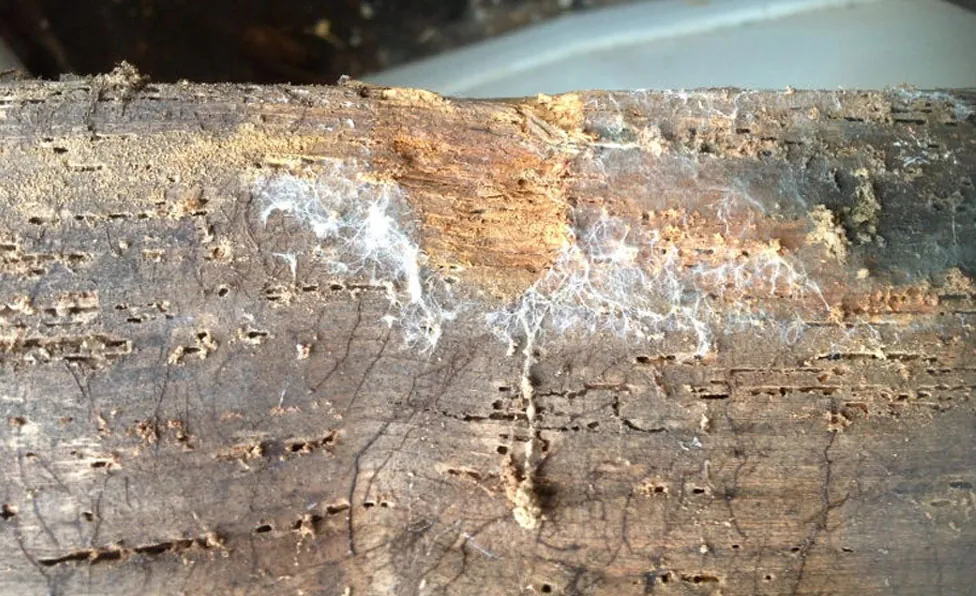 Timber Infestation