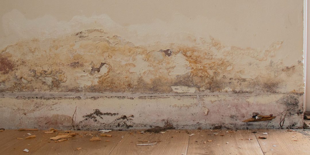 How to Choose the Right Damp Specialist in Middlesbrough for Effective Damp Proofing Solutions